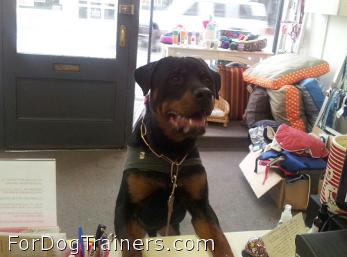 Cute yet very powerful dog wearing CUROGAN FUR SAVER