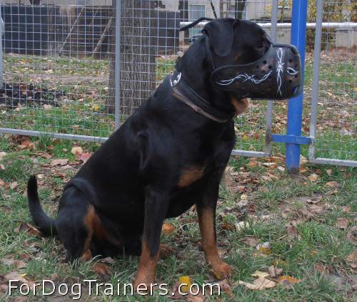 Cool Rotty in Hand Painted Leather Dog Muzzle