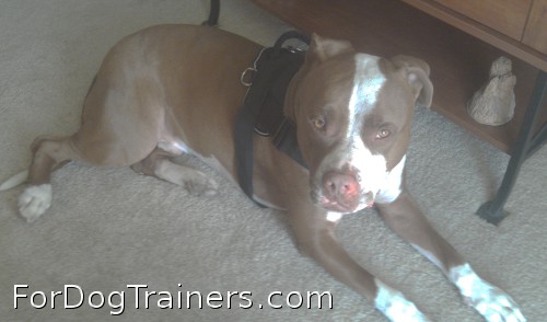Royo finally received Designed to fit Pitbull - H6 All Weather dog harness for tracking / pulling