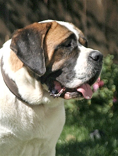 Padded Leather dog collar - C24_5