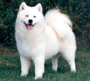 Samoyed Wire Basket Dog Muzzles Size Chart Samoyed Muzzle M4 1154 Wire Basket Dog Muzzle Nzd 55 34 Prong Collars Pinch Collars Dog Training Collars Curogan Collars Chain Dog Collars Fur Saver Samoyed Wire Basket Dog Muzzles Size Chart Samoyed Muzzle M4 1154 Wire Basket Dog Muzzle Nzd 55 34 Prong Collars Pinch Collars Dog Training Collars Curogan Collars Chain Dog Collars Fur Saver