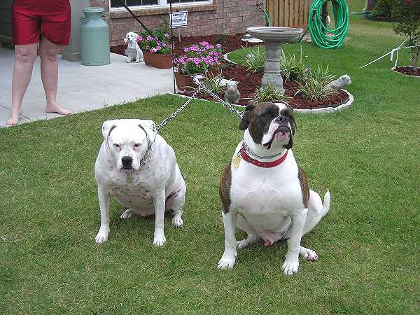 Coupler for walking 2 dogs - product code hs90( Made in Germany )_2