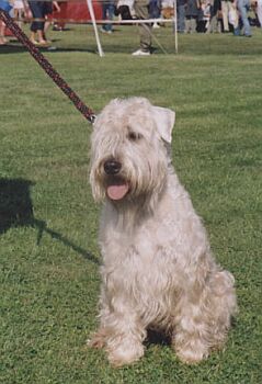 soft coated wheaten terrier wire basket dog muzzles size chart wheaten terrier size