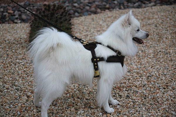 Japanese pinch best sale dog