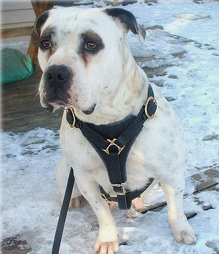 Staffordshire Bull Terrier Tracking Walking leather dog harness