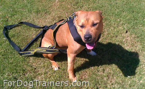 Gorgeously looking pet in new Weight Pulling Dog Harness