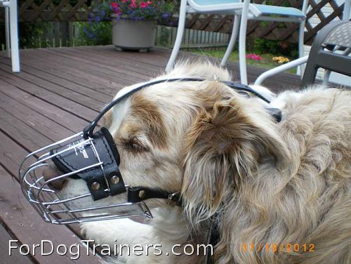 Sydney got new Basket Dog Muzzles (All Sizes)