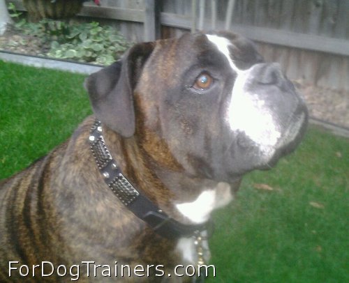 Tank looks fantastic in new Gorgeous War Dog Leather Collar