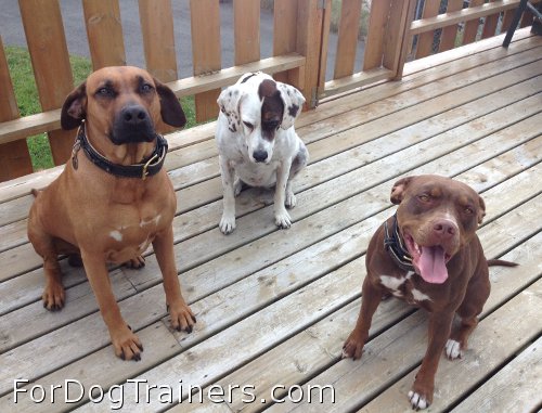 Three dog musketeers in New Nappa Padded Hand Made Leather Dog Collar