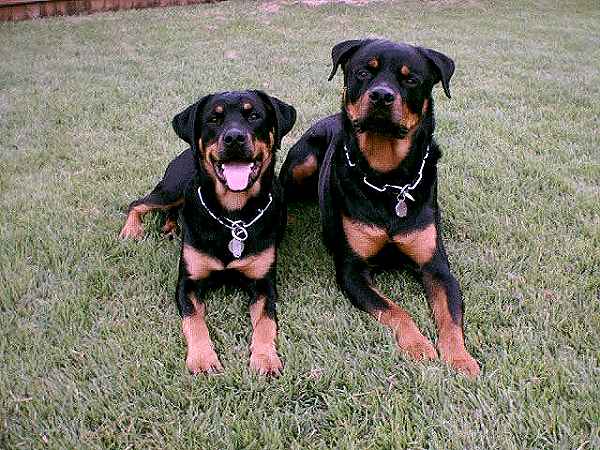 fur saver dog collars