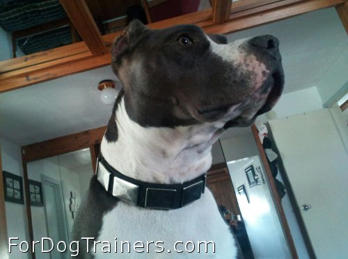 Perfect look of Turk in War Dog Nylon Collar