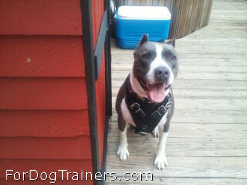 Handsome Turk wearing Agitation / Protection / Attack Leather Dog Harness