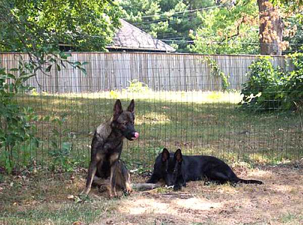 Agitation / Protection / Attack Leather Dog Harness - H1