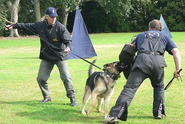 2 ply leather agitation dog collar-C33NH_2