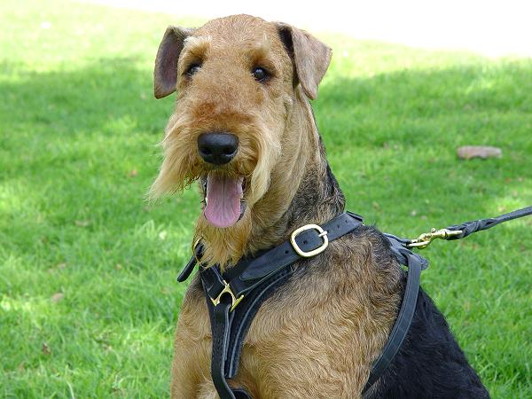 Tracking Walking leather dog harness-Airedale Terrier harness