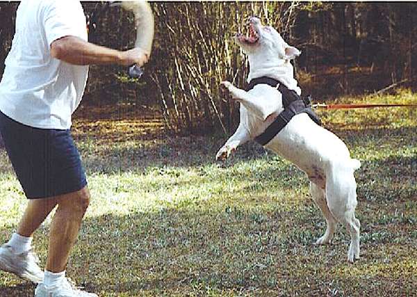 Tracking Nylon Dog Harness with Handle | Fits for Any Weather Walking