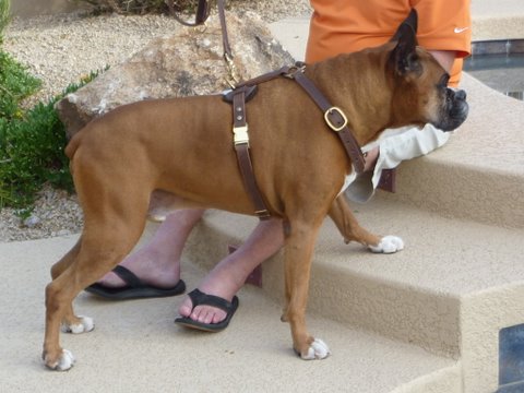 Luxury handcrafted leather dog harness made To Fit Boxer H7