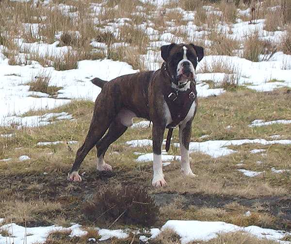 Archie wearing our Agitation / Protection / Attack Leather Dog Harness H1_1