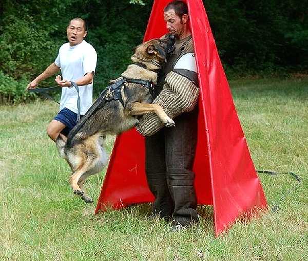 Why Do Dogs Pinch Bite