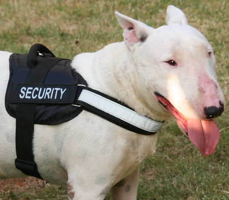 Nylon harness for training and walking with your
Bull Terrier