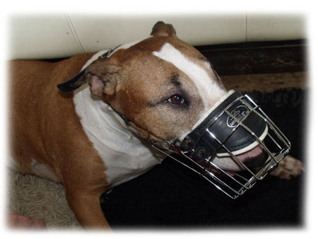 Bull Terrier Good Fit Comfort Cage Dog Muzzle - M9