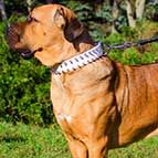 "White Rose" Leather Cane Corso Collar with Nickel Spikes