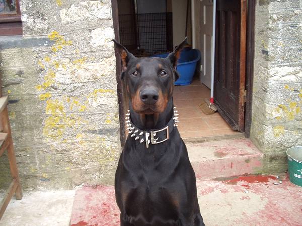 Black Leather Spiked Dog Collar - s33_1 - Click Image to Close