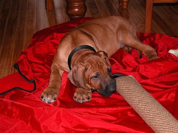 Dog bite tag ( dog bite tug ) made of jute - TE2_2