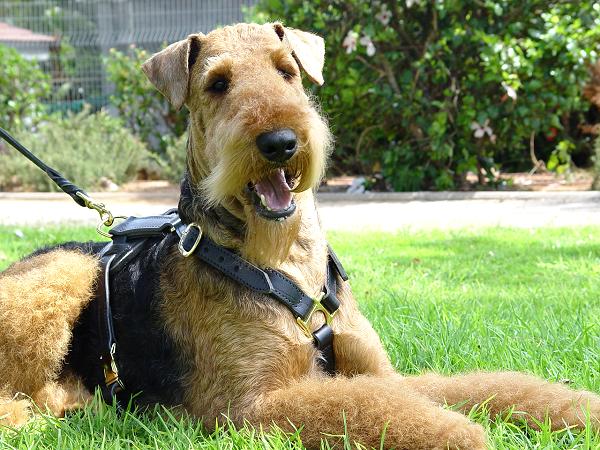 Great looking Airedale Terrier wearing our Luxury handcrafted leather dog harness H7