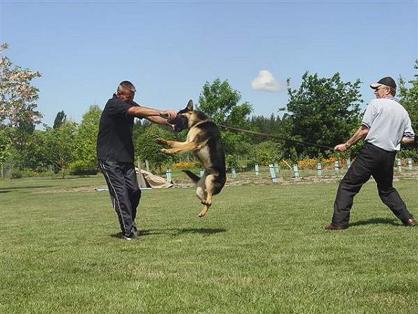 Dog bite tag ( dog bite tug ) made of jute - TE2_1