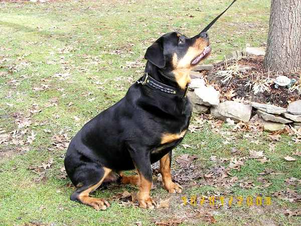 Gorgeous Wide 2 Ply Leather Dog Collar - Fashion Exclusive Design