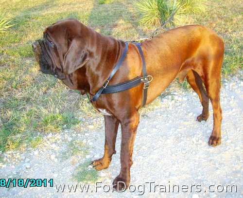 Korean Mastiff Tiny wearing our H5 padded walking dog harness