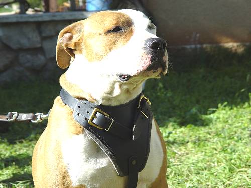 chain dog harness