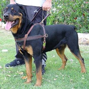 rottweiler body belt