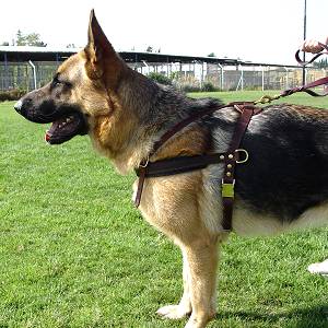 German Shepherd Padded Dog Pulling Harness