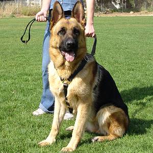 leather-dog-harness-tracking-handcrafted-walking-exclusive-luxury-4-151_LRG.jpg