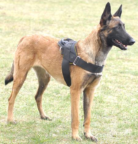 All Weather dog harness for tracking / pulling Designed to fit Malinois - Click Image to Close