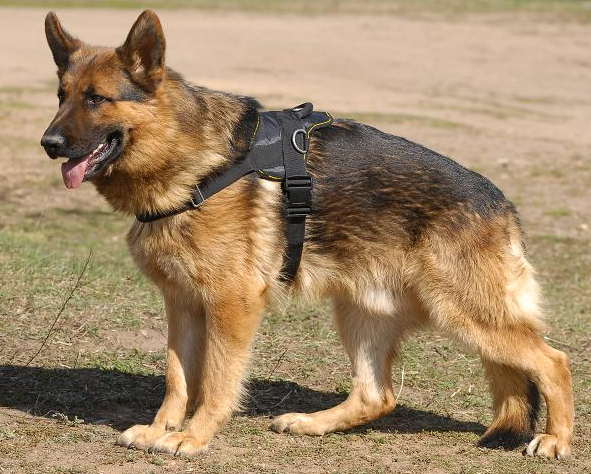 German Shepherd Nylon Harness for Working Dogs