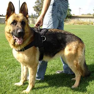 German Shepherd Waterproof Nylon Dog Harness for Any Weather Walking