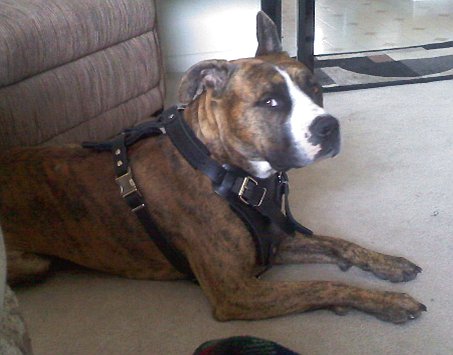 G.G. Mo Allin Pitbull training Dog Harness Perfect For Your Pitbull - H1