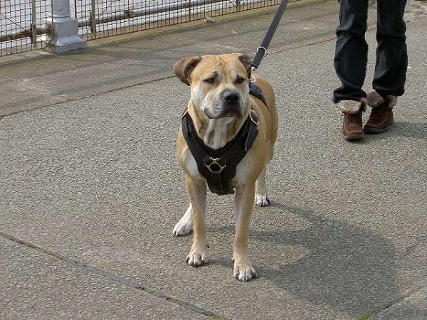 Exclusive Luxurious Handcrafted Padded Leather Dog Harness - H10_4