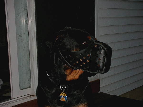 Rottweiler Nicko Presents Air Ventilated Leather Dog Muzzle for Agitation Work