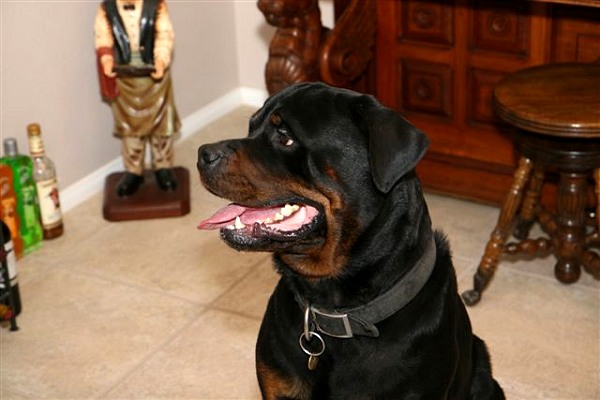 2 ply leather agitation dog collar-C33NH_3