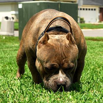 Tua from Island Pride Bullies wearing 2 Ply Leather Agitation Pitbull Collar with Handle