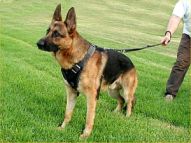 German Shepherd Leather Agitation Dog Harness