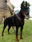 Doberman leather dog harness