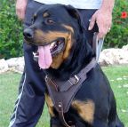 Rottweiler leather dog harness