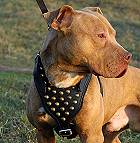 Studded Leather Pitbull Dog Harness for Stylish Walking and Training