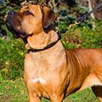 NEW 2023 Exclusive Round leather silent training Cane Corso choke collar