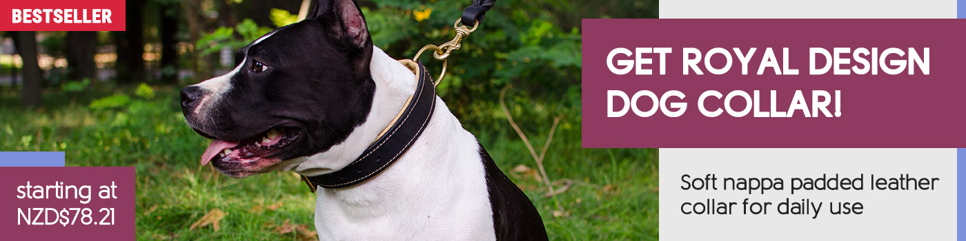 Royal Nappa Padded Handmade Leather Dog Collar for Fashion Walking